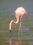 350 Flamingo Feeding 1.JPG (71 KB)